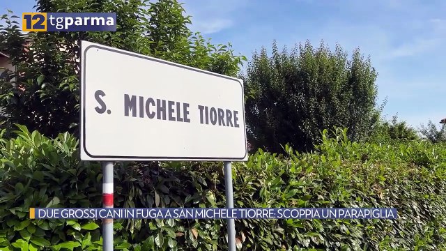 DUE GROSSI CANI IN FUGA A SAN MICHELE TIORRE: SCOPPIA UN PARAPIGLIA | DUE GROSSI CANI IN FUGA A SAN MICHELE TIORRE: SCOPPIA UN PARAPIGLIA