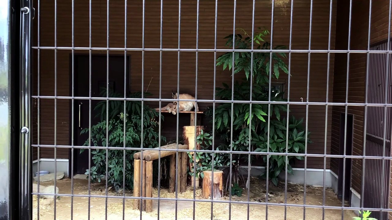Jina the Caracal is Grooming Herself. A Bush Warbler Is Twittering.