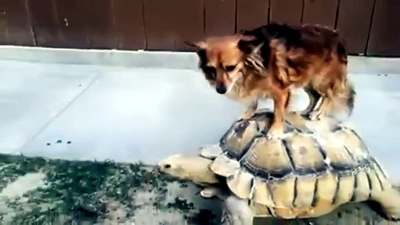 CANE SULLA TARTARUGA