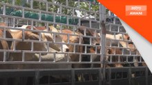 Isu tembak lembu: Ini penjelasan Mufti Mohd Asri