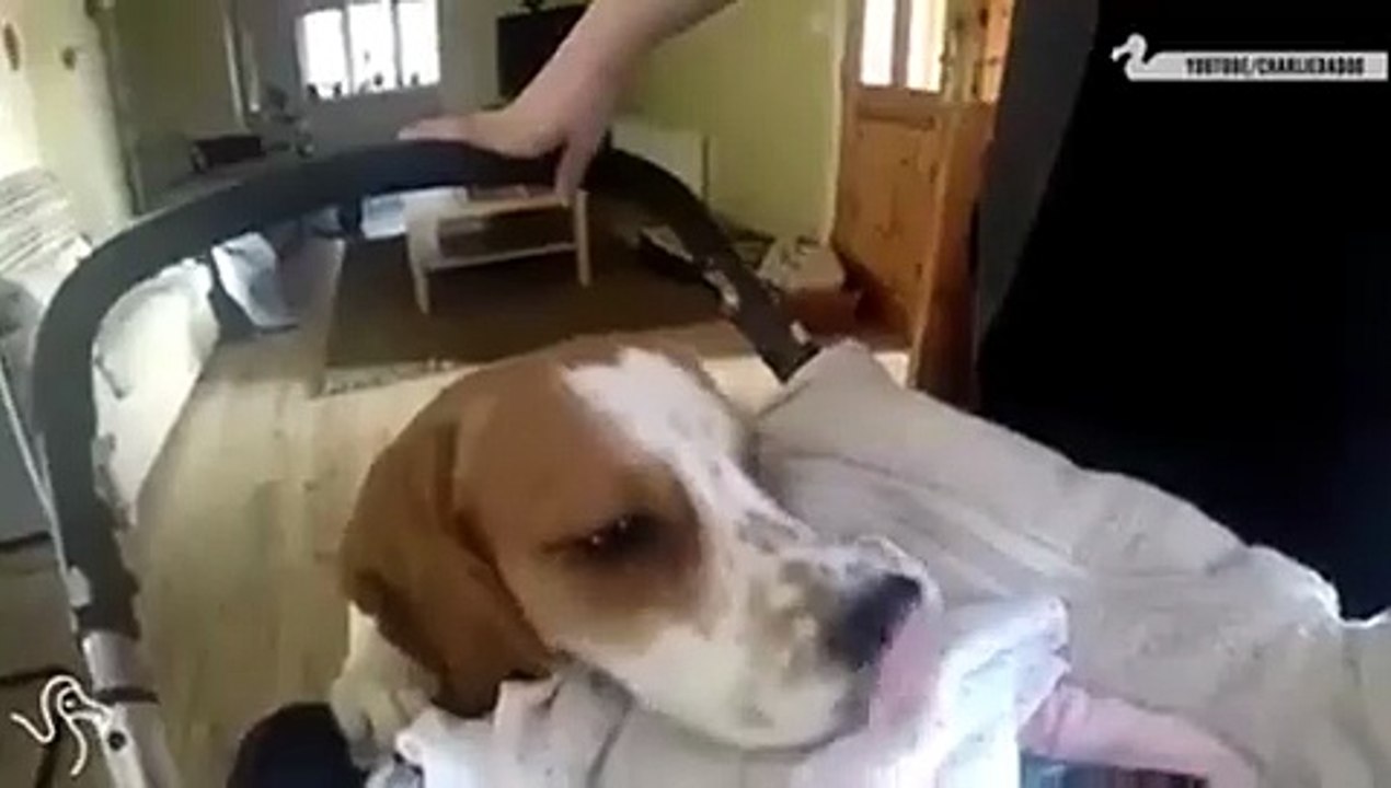 cane