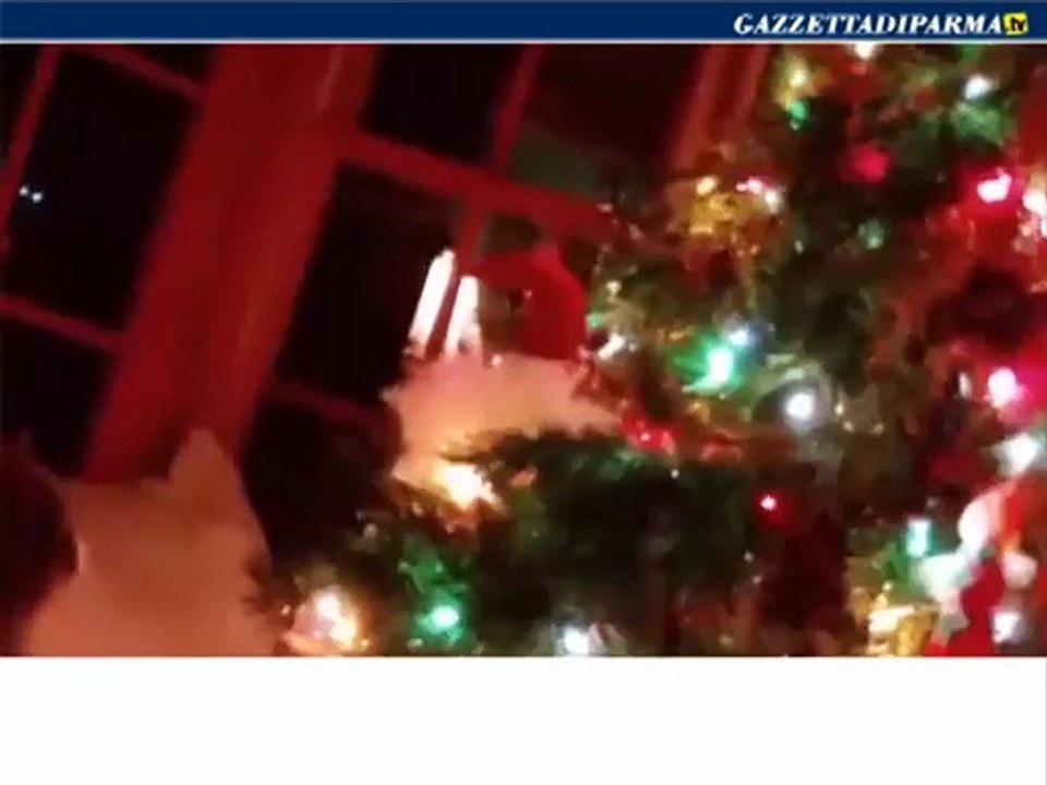 gatti di natale