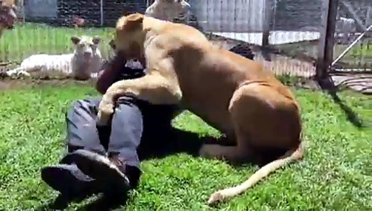 Una tigre giocherellona