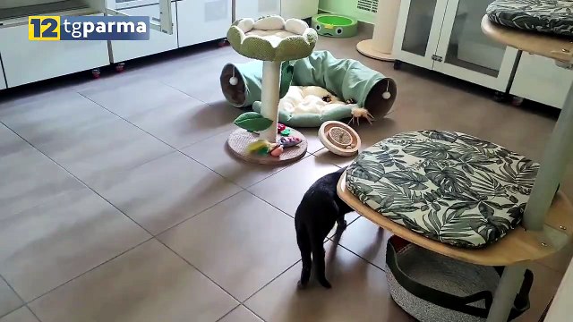 I PADRONI VANNO IN VACANZA, I GATTI A CASA CON I CAT SITTER O IN PENSIONE | I PADRONI VANNO IN VACANZA, I GATTI A CASA CON I CAT SITTER O IN PENSIONE