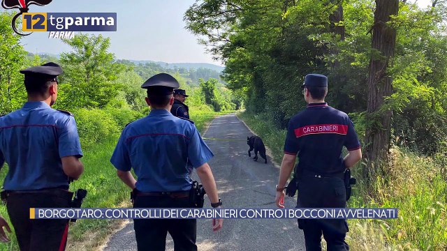 BORGOTARO: CONTROLLI DEI CARABINIERI CONTRO I BOCCONI AVVELENATI | BORGOTARO: CONTROLLI DEI CARABINIERI CONTRO I BOCCONI AVVELENATI