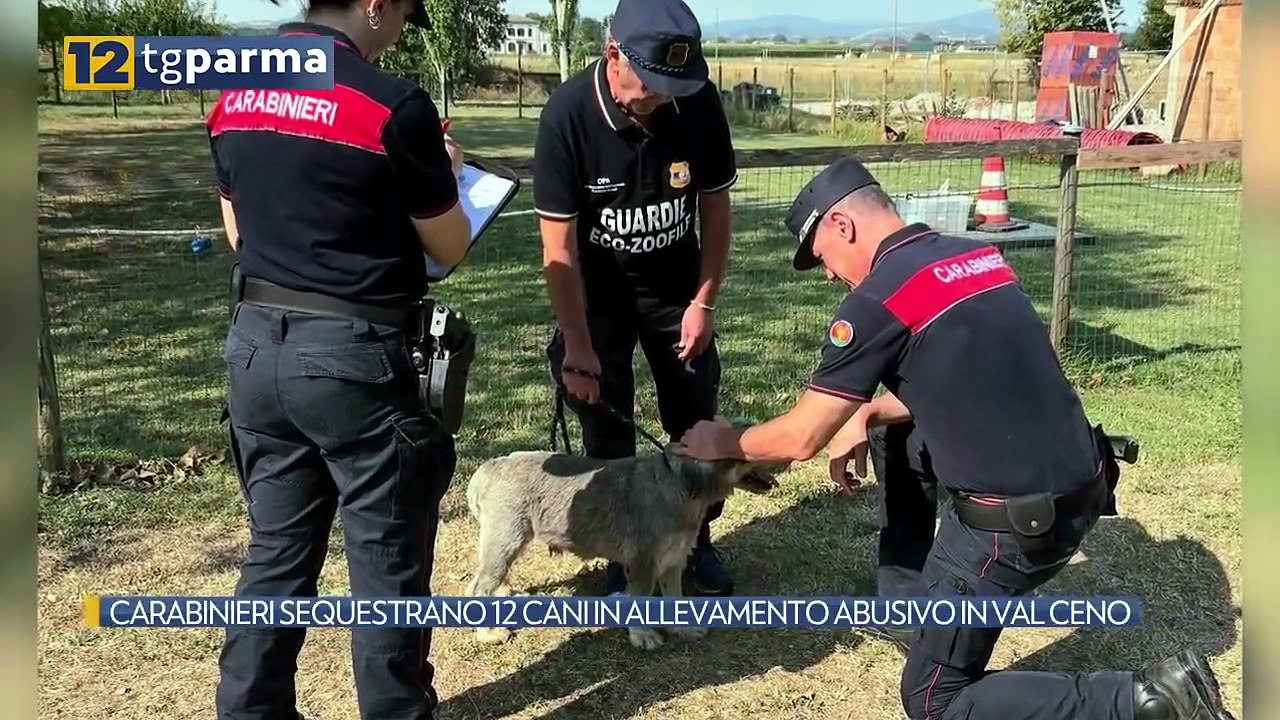 CARABINIERI SEQUESTRANO 12 CANI IN ALLEVAMENTO ABUSIVO IN VAL CENO | CARABINIERI SEQUESTRANO 12 CANI IN ALLEVAMENTO ABUSIVO IN VAL CENO