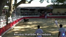 2026 05 25 Anubis