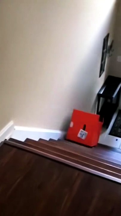 Top 10 most funny and viral moments of cats