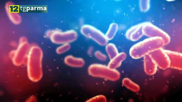 RESISTENZA AGLI ANTIBIOTICI, IMPORTANTE STUDIO COORDINATO DA UNIPR | RESISTENZA AGLI ANTIBIOTICI, IMPORTANTE STUDIO COORDINATO DA UNIPR