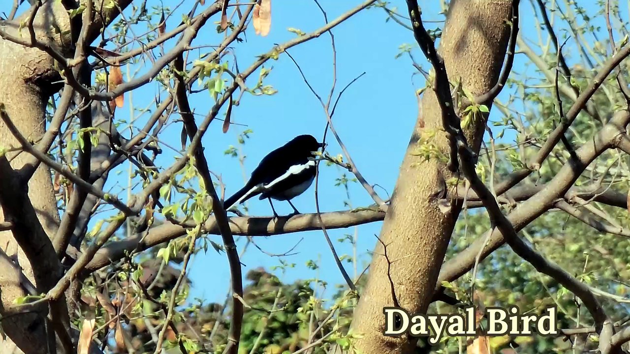Dayal Bird or Oriental Magpie Robin Bird