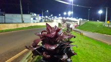 Entre a neblina e o movimento Cascavel desperta para mais um sábado de outono