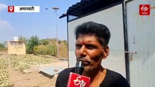मेळघाटात तेंदूपत्ता हंगाम सुरू; उन्हाळ्यात आदिवासी कुटुंबांना मिळतोय आर्थिक आधार!