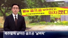 배추밭에 날아든 골프공 ‘날벼락’
