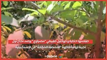 طعمها حكاية وكوكتيل طبيعي.. "مصراوي" يرصد نجاح أول تجربة لزراعة فاكهة "القشطة الشائكة" في الإسماعيلية