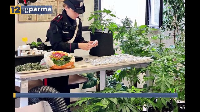 IN PROVA AI SERVIZI SOCIALI, MA COLTIVAVA MARIJUANA: 60ENNE ARRESTATO | IN PROVA AI SERVIZI SOCIALI, MA COLTIVAVA MARIJUANA: 60ENNE ARRESTATO