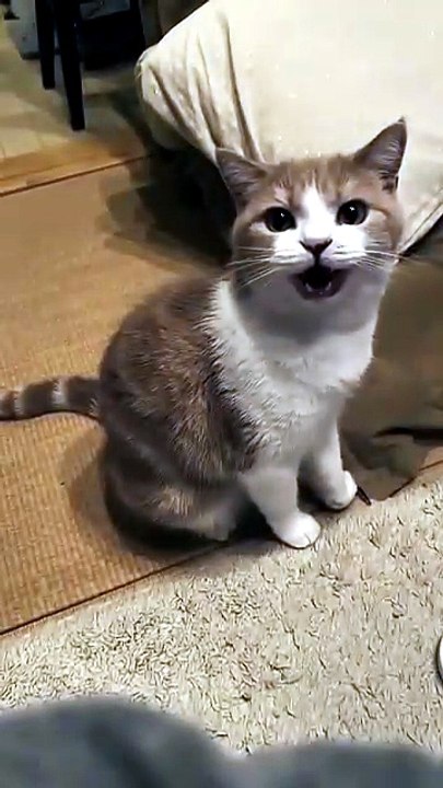 Tiny Paws, Big Heart 🐾💖