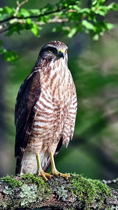 This Innocent Bird is Actually a Silent Killer! 😳🦅
