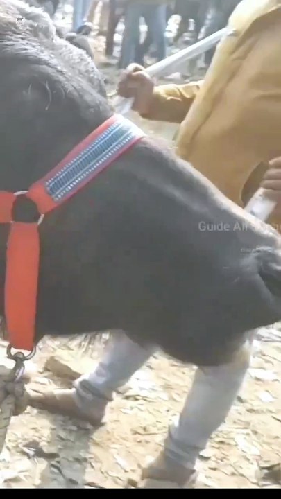 Pashu Bajar shorts video | Bilaspur Mandi | pashu mandi
