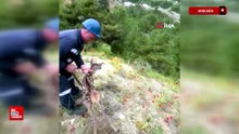 Ankara'da çakalların elinden kurtarılan yavru ceylan doğaya salındı