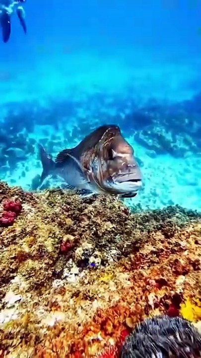 Underwater Magic You Won't Believe Exists! 🐠🌊
