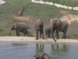 ZooParc de Beauval - Monde de la Savane