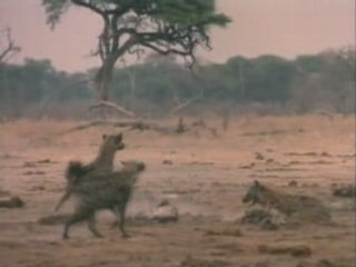 Lions Et Hyenes - Face a Face Mortel 3/3