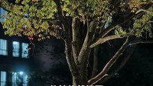 What's Wrong Now, My Eldest Miss: Offering Love as a Branch  又怎么了，我的大小姐：献爱为枝