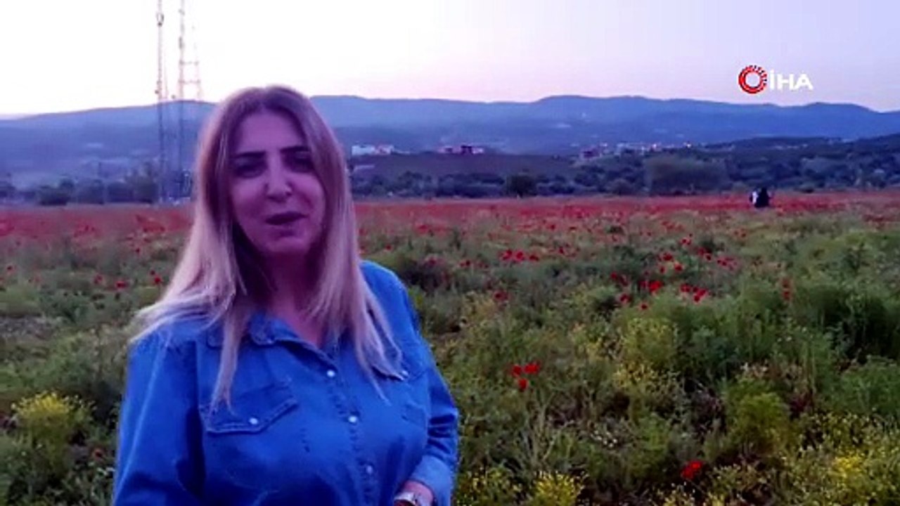 Bingöl'de doğal oluşan gelincik tarlası vatandaşların ilgi odağı oldu