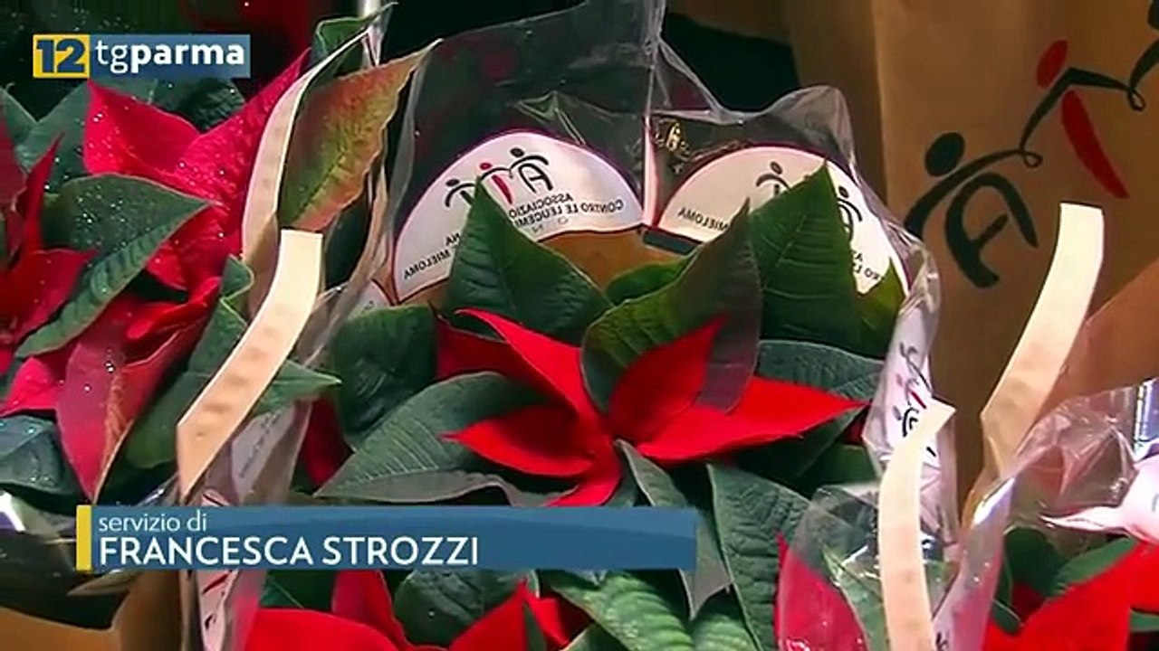 Stelle di natale