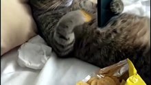 Gatto divertenti ♥️