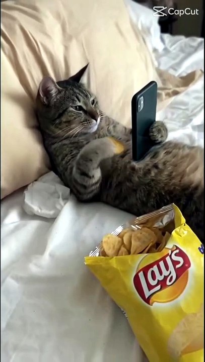 Gatto divertenti ♥️