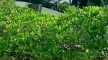 Extranjera desata polémica al intentar adueñarse de playa en Playa del Carmen