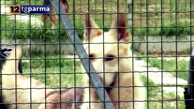 BOTTI E FUOCHI D'ARTIFICIO. LAVAGETTO: RISPETTO DELLE REGOLE E DEGLI ANIMALI | BOTTI E FUOCHI D'ARTIFICIO. LAVAGETTO: RISPETTO DELLE REGOLE E DEGLI ANIMALI