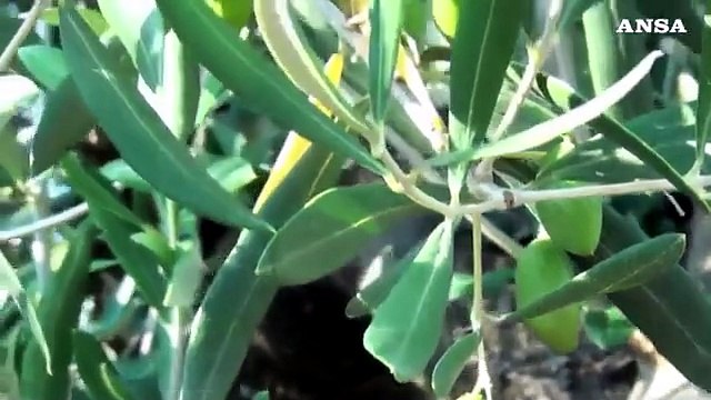 La Corte Ue condanna l'Italia per l'emergenza xylella