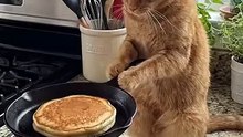 Gatto cuoco ♥️