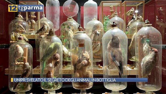 UNIPR: SVELATO IL SEGRETO DEGLI ANIMALI IN BOTTIGLIA | UNIPR: SVELATO IL SEGRETO DEGLI ANIMALI IN BOTTIGLIA