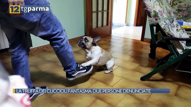 LA TRUFFA DEI CUCCIOLI FANTASMA: DUE PERSONE DENUNCIATE | LA TRUFFA DEI CUCCIOLI FANTASMA: DUE PERSONE DENUNCIATE