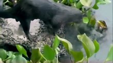 Nutria sorprende a turistas y habitantes en costas de Veracruz