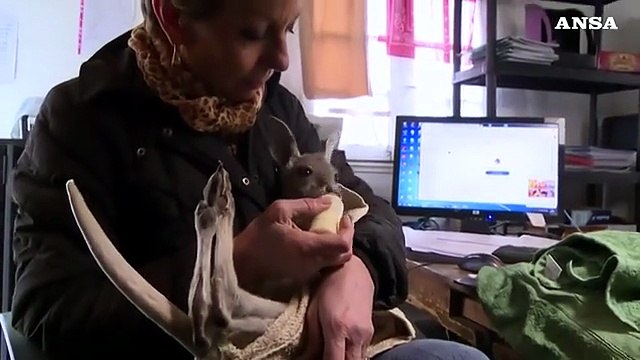 Francia, volontari preparano sacchette per canguri e koala australiani