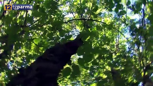 FUNGAIOLO 51ENNE STRONCATO DA UN MALORE A GROPPO DI ALBARETO
