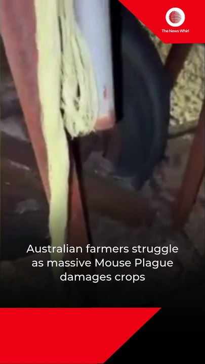 Australian farmers struggle as massive Mouse Plague damages crops