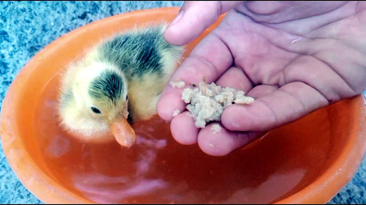 Tiny Call Duck's First Meal From My Hand! 🐣