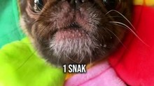 Pug kingdom bulletin