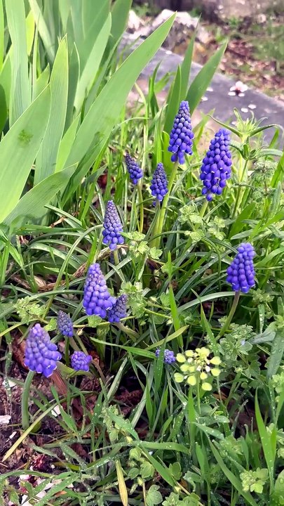 Hyacinth plant in its natural habitat