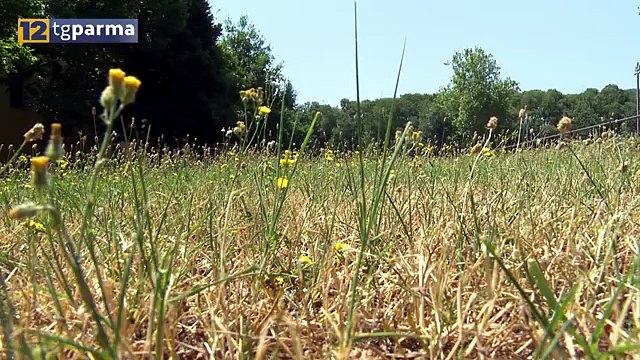 METEO: ESTATE 2019 LA QUINTA PIU' CALDA DI SEMPRE A PARMA