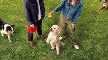 Dog Park - Season 1 - Episode 05: Goodbye Good Boy Eng Sub