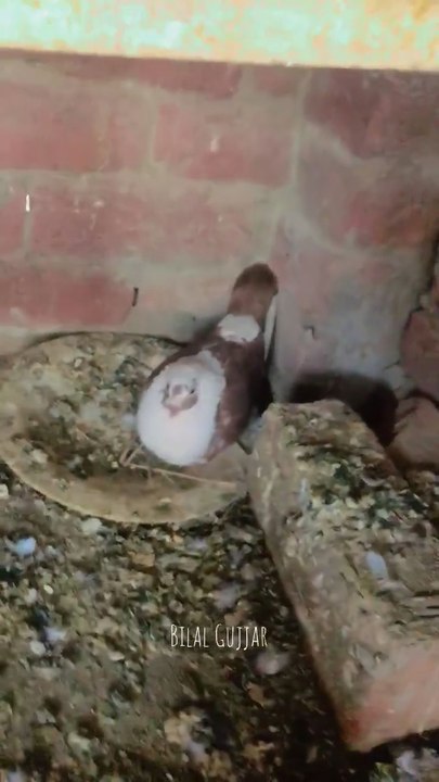 I Have Some Pigeon To Sell Interested People Contact me In Dm Only Available In Lahore, Pigeon Racing, Kabootar Bazi, Pigeon Video, Kabootar Video, Pakistan 🇵🇰