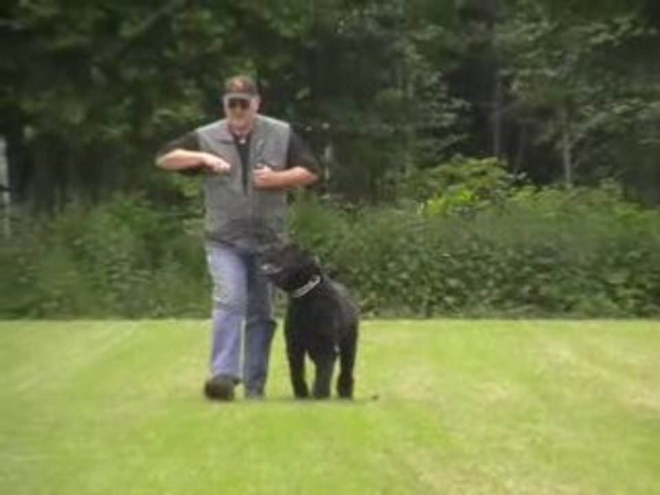 IPO: Chivas (Bouvier) - appèl (obedience)
