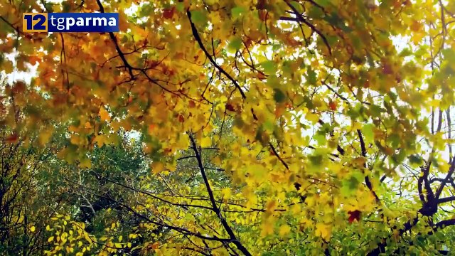 ALLERGIE, BOOM DI CASI A CAUSA DEL CAMBIAMENTO CLIMATICO | ALLERGIE, BOOM DI CASI A CAUSA DEL CAMBIAMENTO CLIMATICO