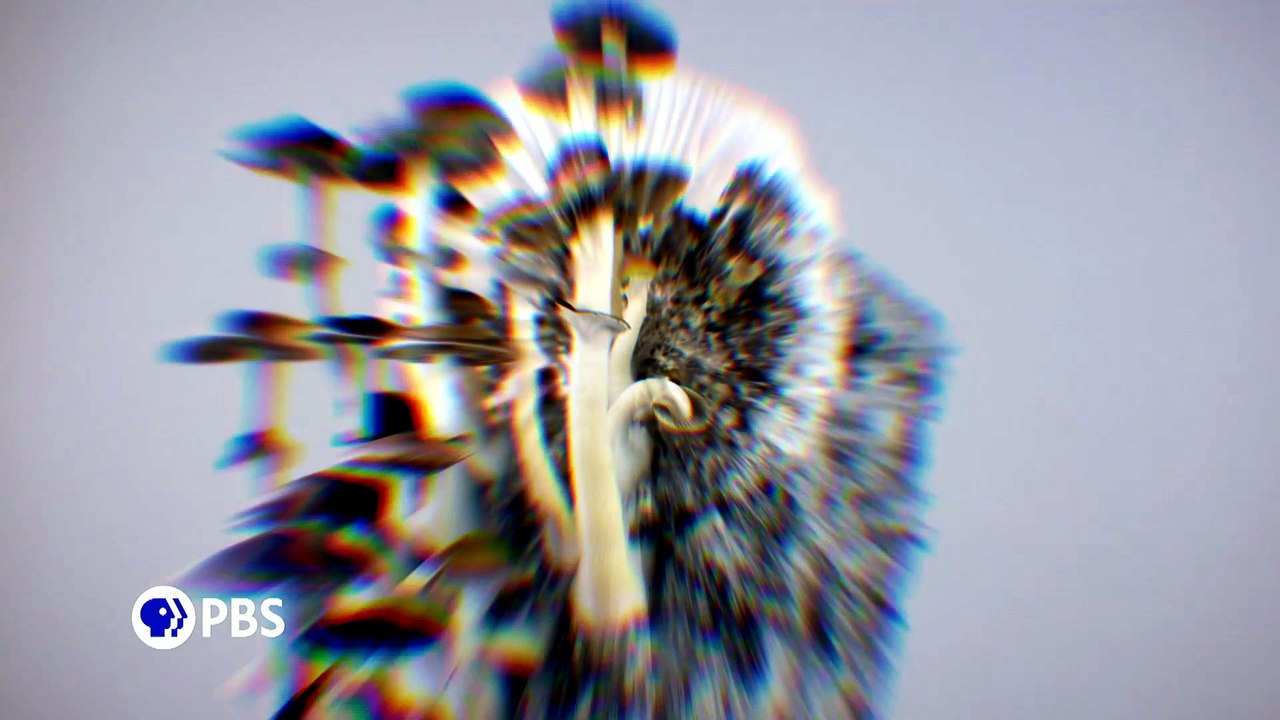 Can Psychedelics Cure? (Nova, 2022)